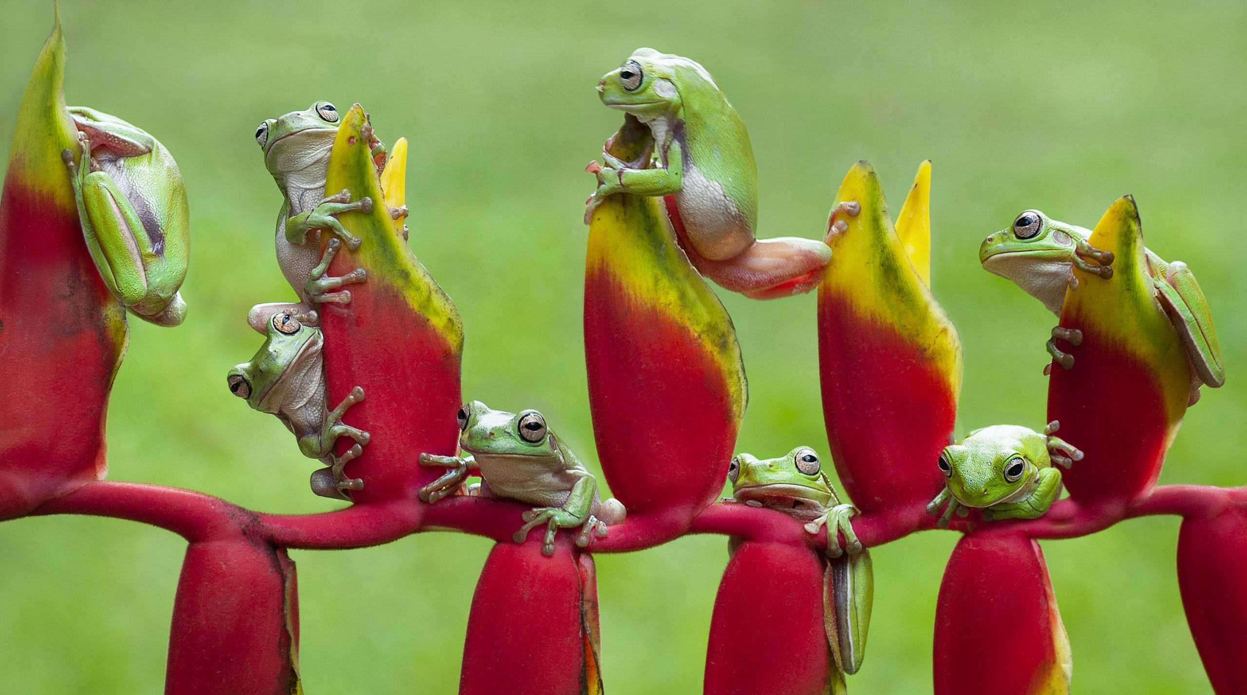 tree-frogs-flying-frogs-on-heliconia-2021-08-28-22-10-21-utc