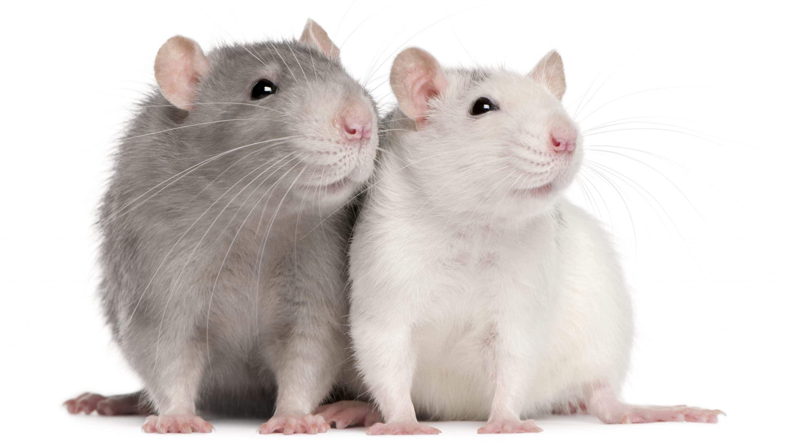 Two rats, 12 months old, in front of white background