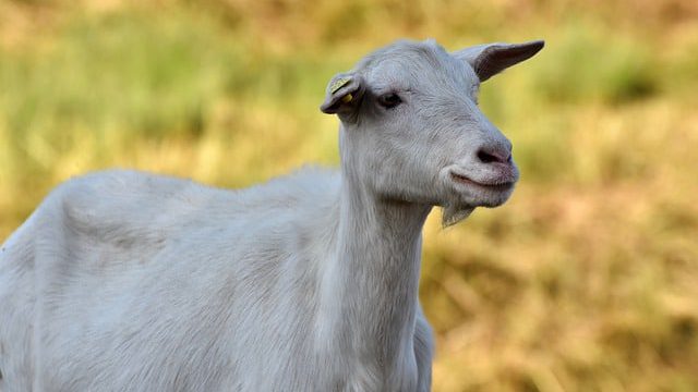 goat-5949525_640