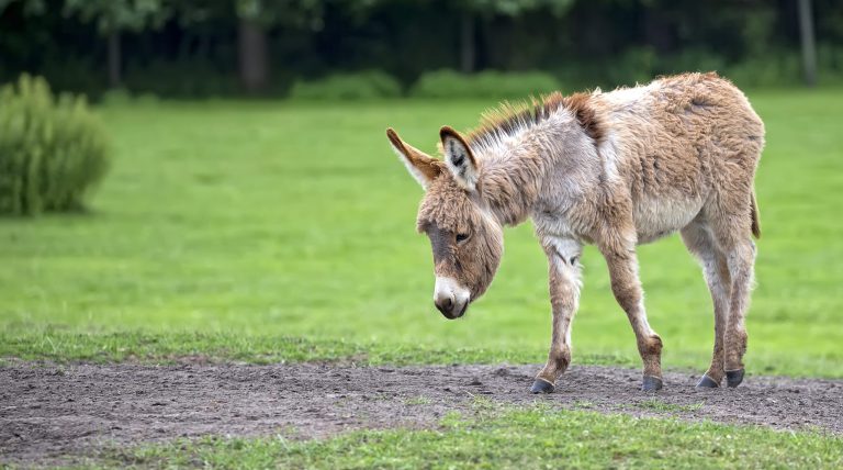 donkey-in-a-clearing-2021-08-26-17-01-11-utc