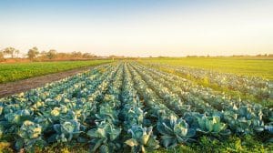 Cabbage plantations in the sunset light. Growing organic vegetables. Eco-friendly products. Agriculture and farming. Plantation cultivation. Selective focus