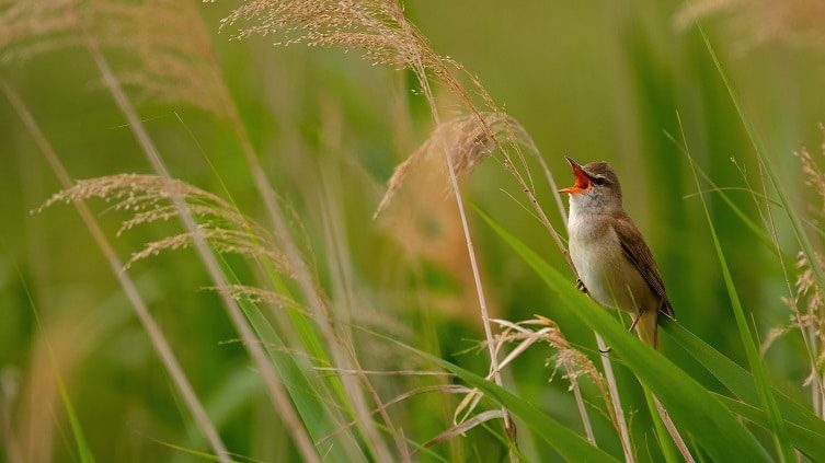 Great reed warbler - Acrocephalus arundinaceus sitting on a reed grass