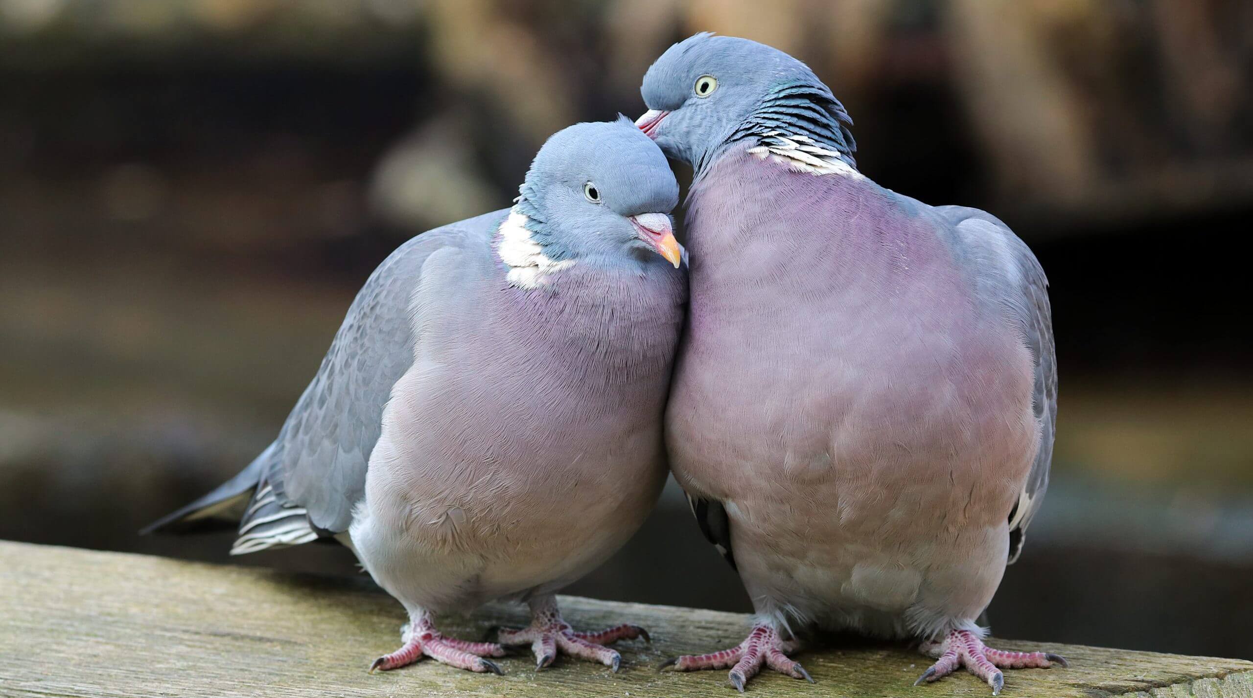 Wood pigeons in love