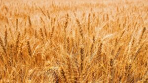 field-of-barley-CZK34CH-e1618818152482