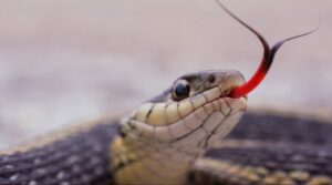 garter-snake-sticking-out-tongue-2021-09-01-00-14-33-utc-scaled-e1640261193333