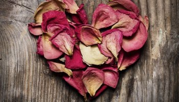 Rose petals in heart shape